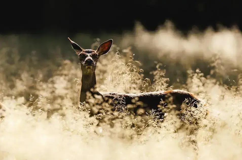 How to define your desires clearly