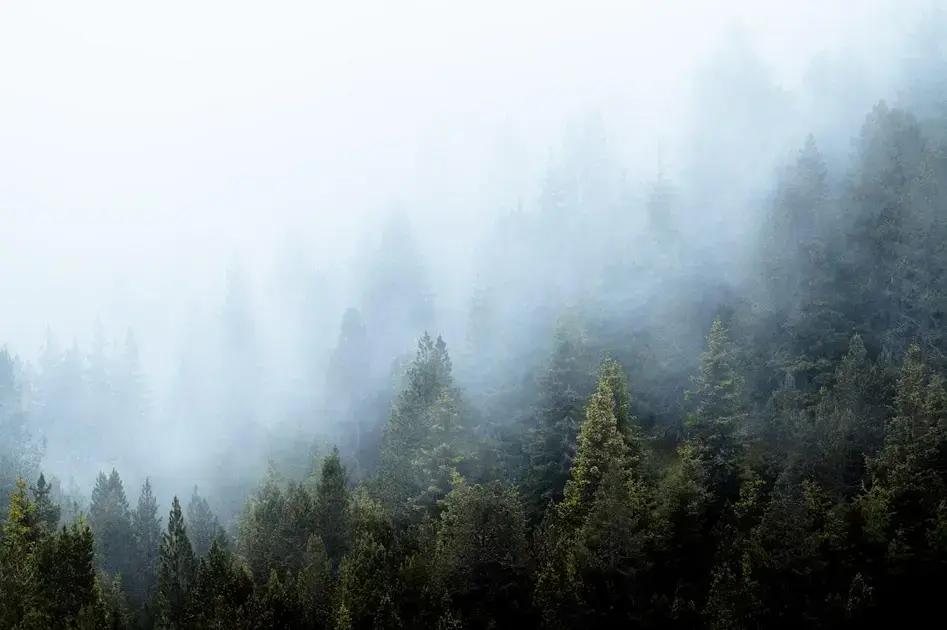 Manifestation: How to Cultivate a Healthier Self Through Mindset