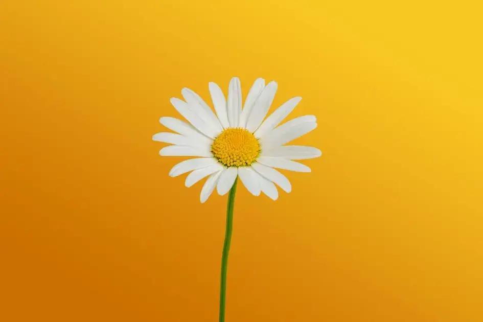 Synchronicity: The Hidden Connections That Shape Our Lives