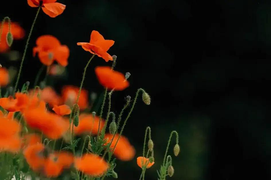 The 369 Method: Your Ultimate Guide to Manifestation