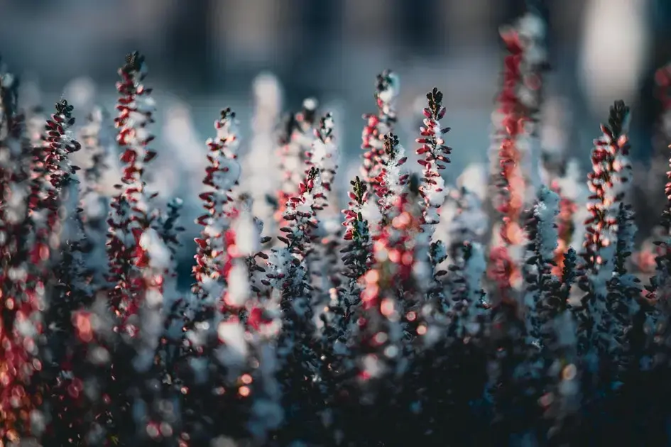 Red Jasper: Your Essential Guide to Strength, Healing, and Balance